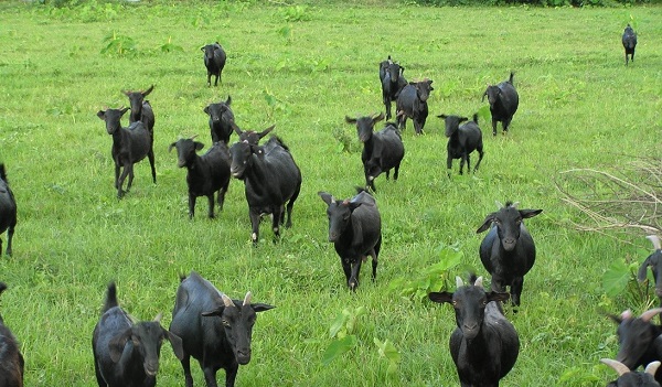 Những suy nghĩ về phát triển chăn nuôi Dê, Cừu ở Việt Nam