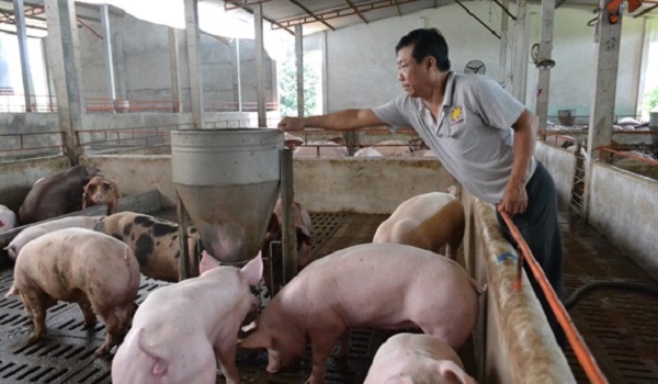 Nông dân 'thủ phủ heo' Đồng Nai lo lắng