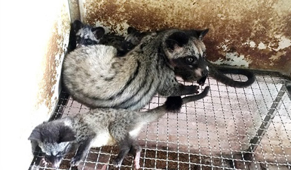 Nuôi chồn hương lãi hàng trăm triệu mỗi năm