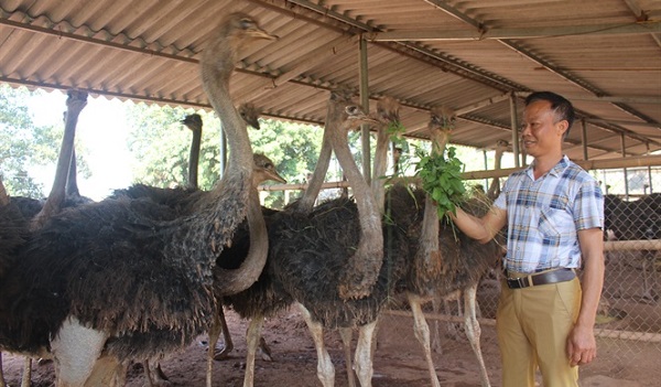 Trở thành 'Vua đà điểu' khép kín sau chục năm khởi nghiệp gian nan