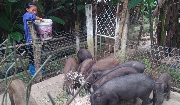 nuoi-dong-vat-ban-dia-bang-thuc-an-tu-nhien-doanh-thu-hon-1-ty-dong-nam