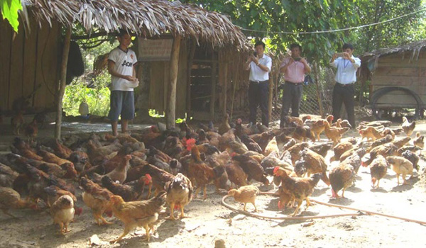 Nuôi gà theo công nghệ mới đạt hiệu quả kinh tế cao
