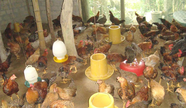 Nuôi gà theo công nghệ mới đạt hiệu quả kinh tế cao