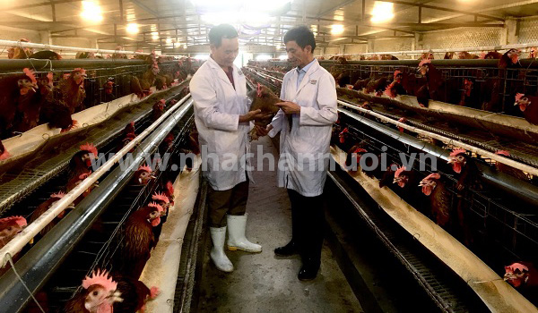 Ông Ngọc “bắn tinh gà”