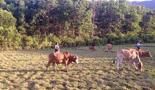 phat-bo-chay-rong-nhu-phat-xe-vi-pham-giao-thong