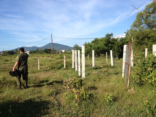 Phạt bò chạy rông như phạt xe vi phạm giao thông