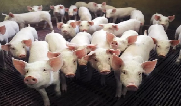 Phát hiện gien chịu trách nhiệm kích thước cơ thể của lợn