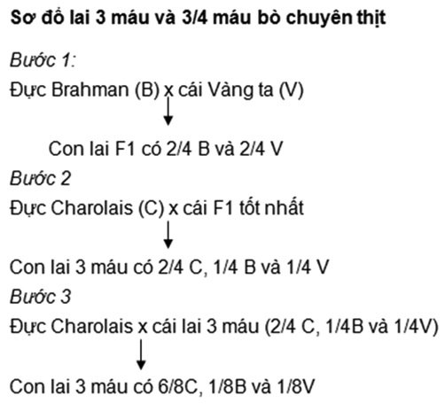 Phát triển giống bò thịt Việt Nam