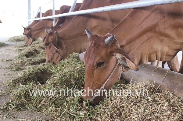 Thủ tướng phê duyệt đề án phát triển công nghiệp sản xuất giống vật nuôi