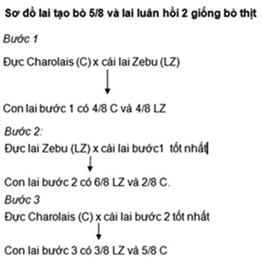 Phát triển giống bò thịt Việt Nam