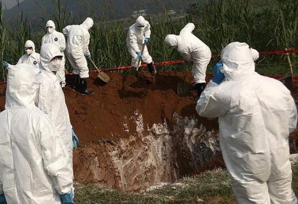 Bệnh dịch tả lợn châu Phi xuất hiện tại VN