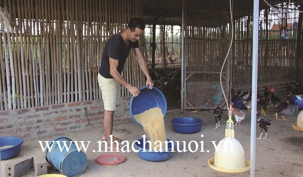 phu-tho-can-tim-dau-ra-cho-ga-tha-doi