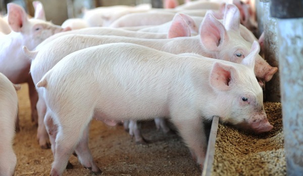 Quá trình lên men, ép đùn cải thiện giá trị dinh dưỡng của cám lúa mì trong khẩu phần ăn của lợn