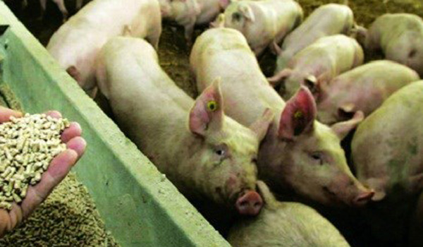 quan-ly-chat-thuc-an-chan-nuoi-chua-khang-sinh