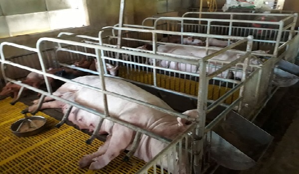 Quảng Trị: Thực hư thông tin cán bộ xã lấy tiền hỗ trợ nuôi lợn của dân