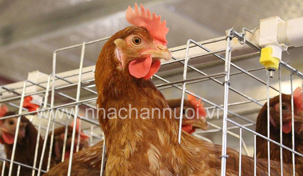 san-pham-chan-nuoi-tam-nhap-tai-xuat-gay-suc-ep-len-chan-nuoi-nuoc-ta