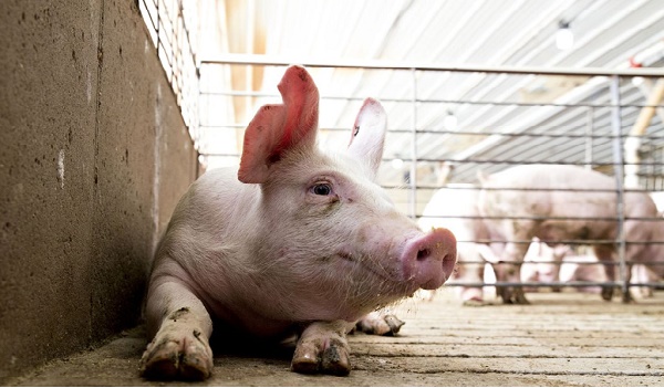 Sau Trung Quốc, Mỹ bắt đầu hăm dọa kinh tế các nước nhỏ ở châu Á