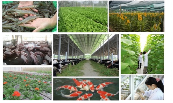 Sơ kết 5 năm Đề án tái cơ cấu ngành nông nghiệp