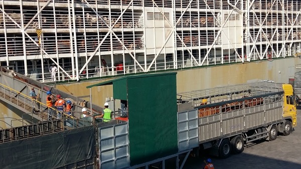 tau-cho-hon-4000-con-bo-nhap-tu-uc-lan-dau-cap-cang-cai-lan