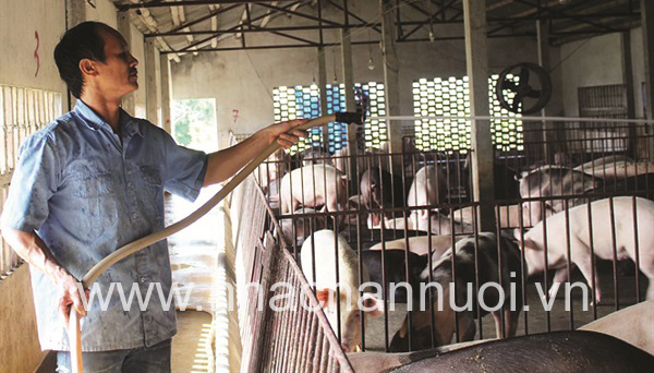 thanh-cong-voi-mo-hinh-nuoi-lon-sach-tu-thao-duoc