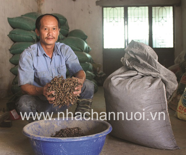 Thành công với mô hình nuôi lợn sạch từ thảo dược