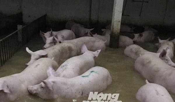 Thanh Hóa: 4.000 con lợn trại chăn nuôi bơi trong nước lũ