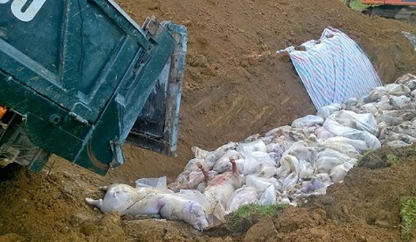 Thanh Hóa: Đã xử lý xong hàng nghìn con lợn bị chết đuối do lũ