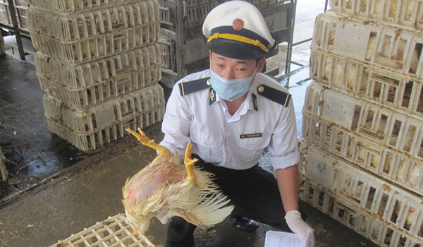 thao-go-vuong-mac-chuoi-lien-ket-co-nguon-goc-dong-vat