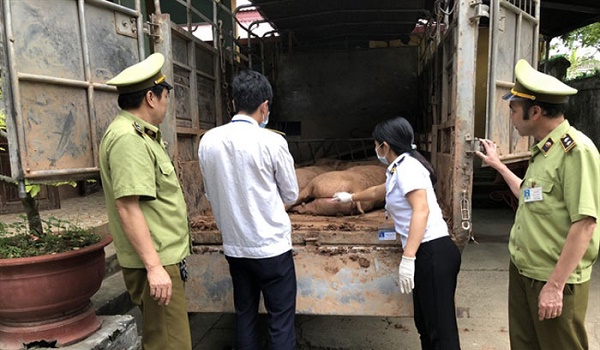 thit-lon-trung-quoc-o-at-tuon-ve-viet-nam