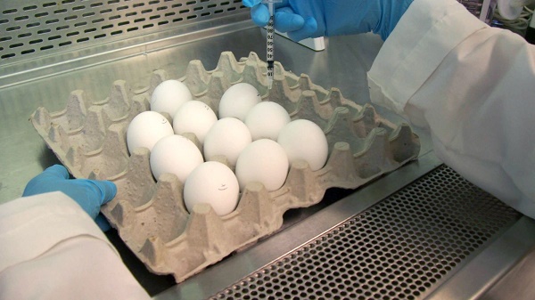 Tiêm phòng vắc-xin cho trứng