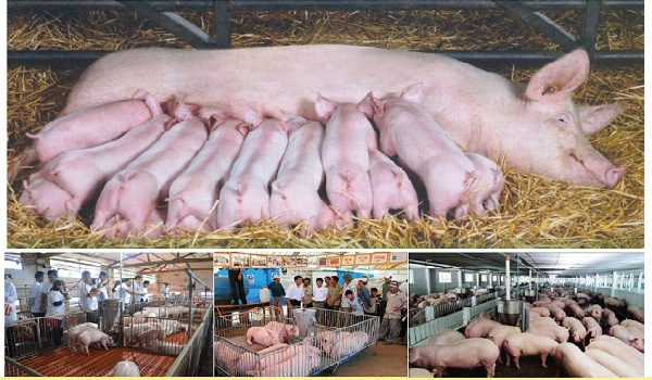 Ngày hội Chăn nuôi heo tỉnh Bình Dương: Thay đổi thời gian tổ chức