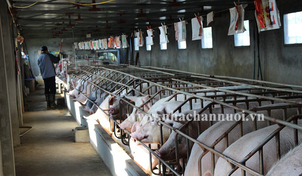 Hướng dẫn thực hiện và kiểm soát an toàn sinh học ngăn ngừa bệnh Lở mồm long móng (FMD) và Dịch tả heo châu phi (ASF) xâm nhập vào trang trại