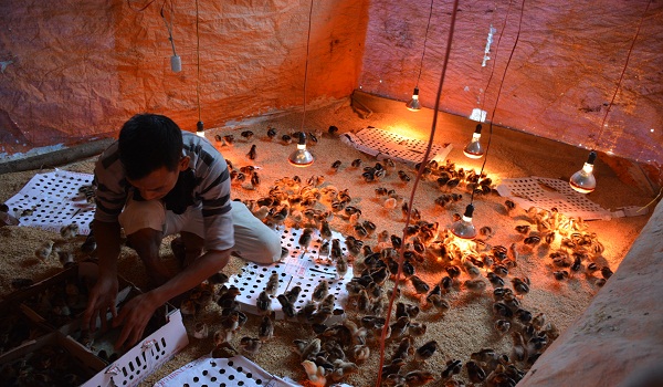 Tịnh Phong, Quảng Ngãi: Bàn giao gà cho nông dân thuộc Chương trình mục tiêu Quốc gia xây dựng Nông thôn mới