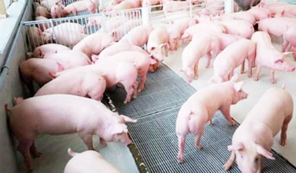 An Giang: Thu hút được hơn 40 trại chăn nuôi quy mô lớn