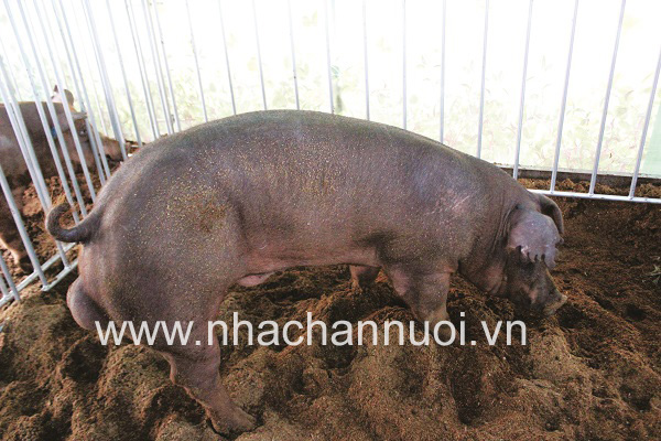 tp-ho-chi-minh-day-manh-cong-nghe-chon-tao-giong-cai-thien-chat-luong-dan-lon
