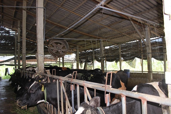 Trăm kiểu chống nóng vật nuôi, chi phí tăng vọt