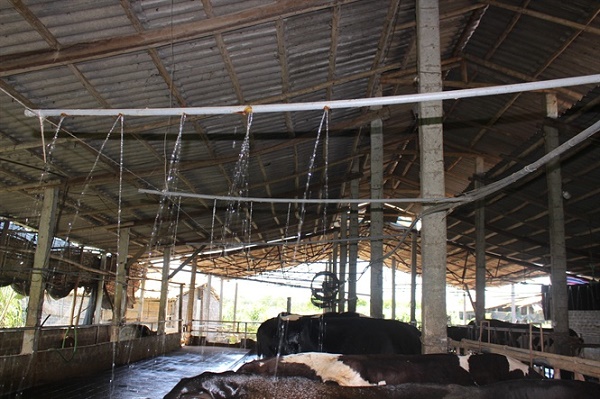 Trăm kiểu chống nóng vật nuôi, chi phí tăng vọt