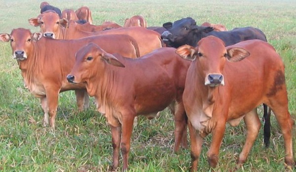 trom-bo-dang-hoanh-hanh-o-mien-tay