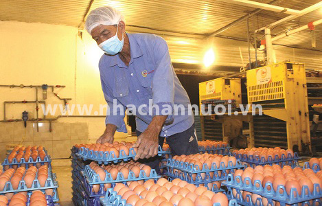 giá lợn cao, giá gà thấp, nguyên nhân