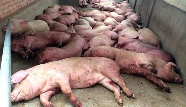 Trung Quốc bùng phát mạnh dịch tả lợn, nguy cơ lan sang các quốc gia láng giềng