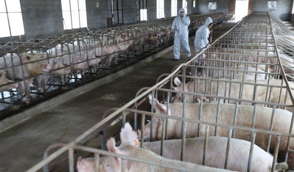 Trung Quốc khẩn cấp ứng phó dịch bệnh sốt heo châu Phi