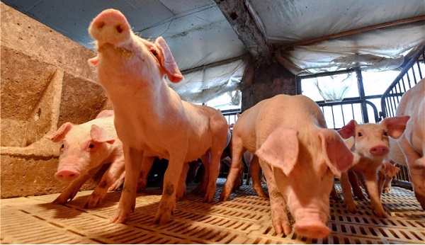 Trung Quốc tiêu hủy hơn 8.000 con lợn ngăn chặn dịch cúm heo châu Phi