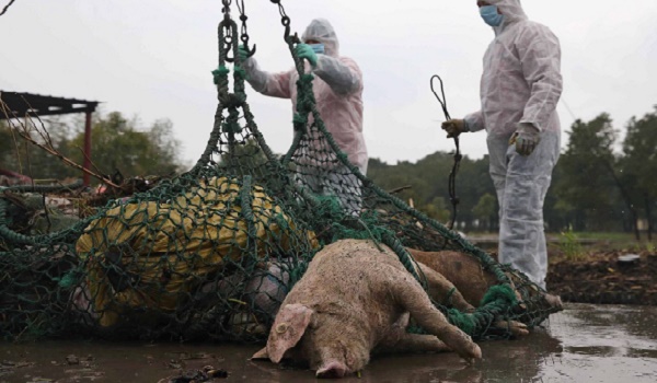 Trung Quốc ngăn chặn khẩn cấp dịch cúm lợn châu Phi