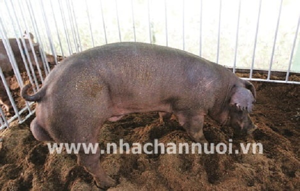 Khả năng sinh trưởng của dòng lợn đực cuối TS 3 được chọn lọc dựa trên đánh giá di truyền Blup kết hợp với kiểu gen H-FABP, MC4R và PIT-1