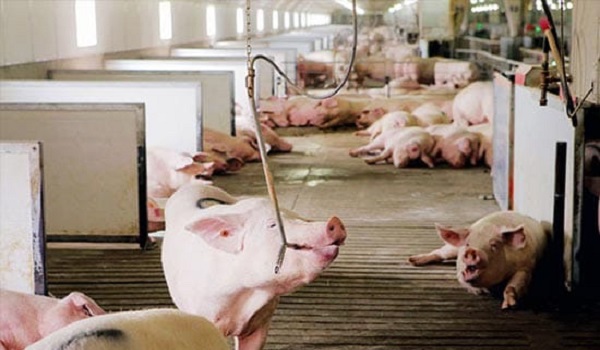 Vai trò của mùi và vị trong chăn nuôi