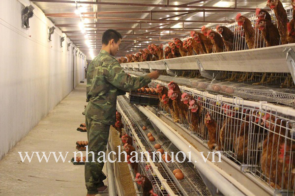 viet-nam-co-nguy-co-bi-xam-nhiem-vi-rut-cum-gia-cam-cao