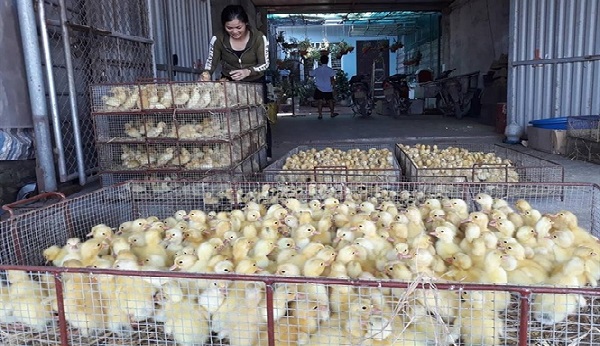 ‘Làng’ vịt giống đang hối hả vào mùa ăn nên làm ra