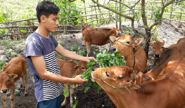 vo-beo-gia-suc-cach-giam-ngheo-cua-dong-bao-vung-cao-bac-can