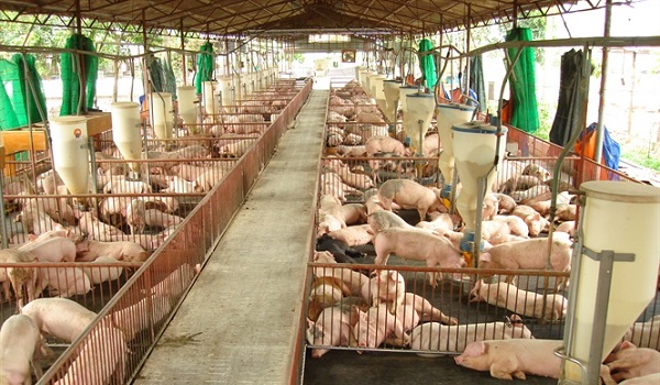 Vướng víu nhiều quy định chuyên ngành