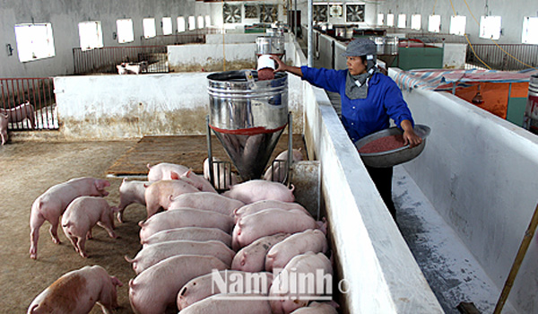 xay-dung-vung-co-so-nuoi-lon-an-toan-dich-benh-de-huong-toi-xuat-khau